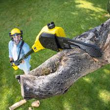 Best Organic Lawn Care Solutions  in Sylvania, AL